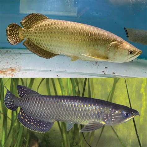 where to buy arowana fish online|Australian Arowana .